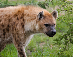 hyena in the Kruger national park