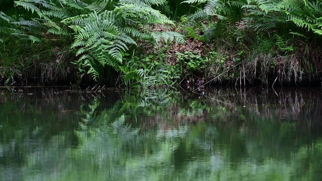 Eagle fern at a forest pond shore, detail, summer, june, (pteridium aquilinum), germany