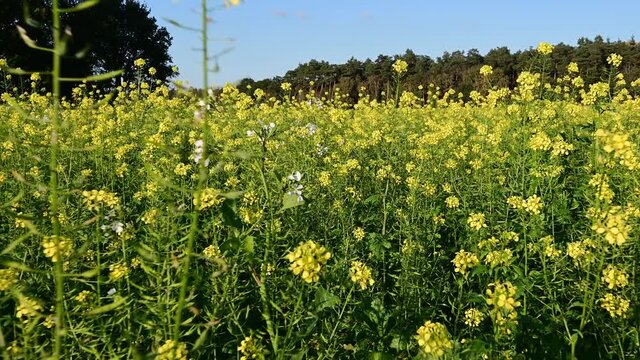 Walking through a mustard field, white mustard, sinapis, gimbal shot, october, (sinapis alba), lower saxony, north germany