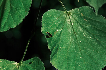 green leaves close up on a tree in the sunlight in a tropical climate