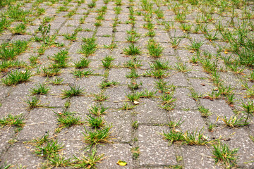 Weeds growing from the gaps between the cobblestones. - obrazy, fototapety, plakaty