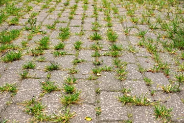 Fotobehang Weeds growing from the gaps between the cobblestones. © Wlodzimierz