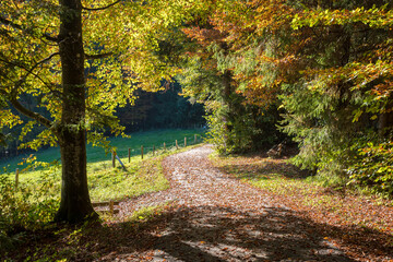 forest walkway in autumn season