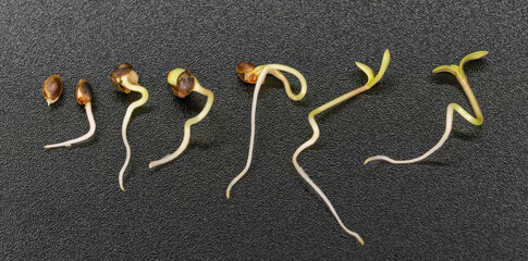 Fototapeta na wymiar timelapse of hemp seed germination on a black background