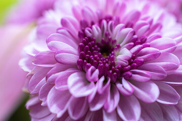 close up of pink dahlia flower
