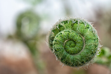 close up of fern leaf