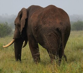 Fototapeta premium Elephants in the grass in Kenya