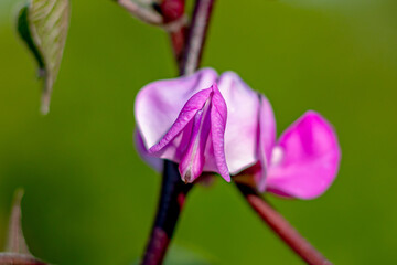 Beautiful purple flowers. Close-up. Soft focus