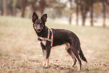 Dog standing in a park and looking at camera