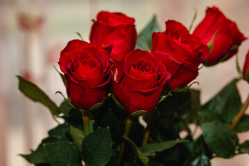 red roses with water droplets