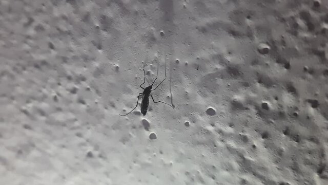 The mosquito sits on the wall. Winged insect. Macro view of a mosquito sitting on a white wall. Dengue, malaria can cause many diseases due to the bite of this mosquito.