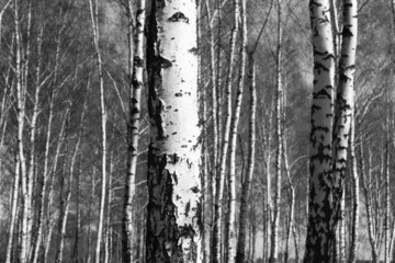 Obraz premium Young birch with black and white birch bark in spring in birch grove against background of other birches