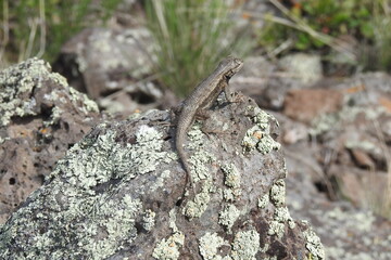 A western fence lizard basking on the lichen-covered rocks in the Coconino National Forest, Arizona.