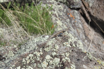 A western fence lizard basking on the lichen-covered rocks in the Coconino National Forest, Arizona.