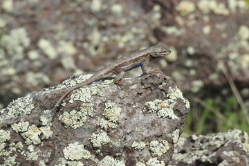 A western fence lizard basking on the lichen-covered rocks in the Coconino National Forest, Arizona.