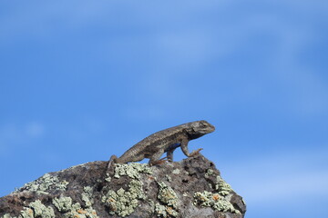 A western fence lizard basking on the lichen-covered rocks in the Coconino National Forest, Arizona.
