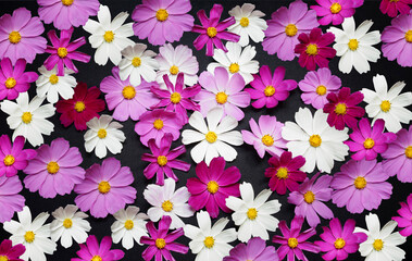 floral background white pink cosmos flowers on a black fabric background