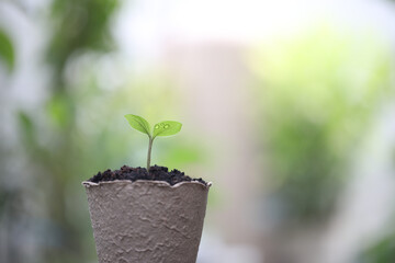 Growing plant in paper pot