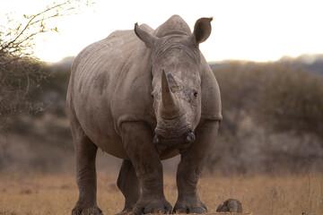 Fototapeta na wymiar Rhino in Kruger