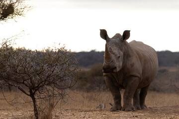 Rhino in Kruger