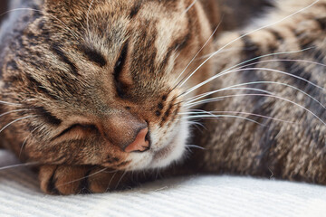 Naklejka na ściany i meble Beautiful short hair cat lying on the sofa at home. Close up portrait of a sleeping cat. Selective focus.