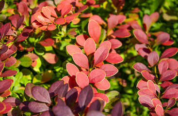 Decorative photo of berberis thunbergii or Japanese barberry with red leaves. Shrub with colorful coral-orange foliage that lasts into autumn, then turns a brilliant mix of bright orange to brick red.