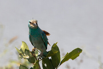 lilac breasted roller