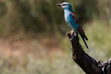 Naklejka premium lilac breasted roller