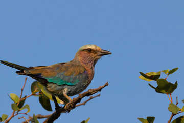 lilac breasted roller