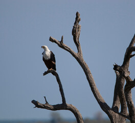 fish eagle