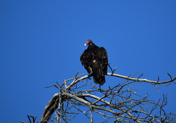 Turkey Vulture Cathartes aura resting on a dead tree in southern Michigan 