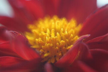 Czerwony kwiat żółte pręciki z pyłkiem makro - obrazy, fototapety, plakaty
