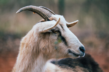 Tan goat profile