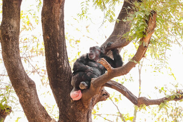 Chimpanzee sitting on the tree