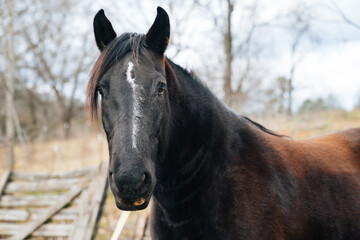 Obraz premium Horse 2