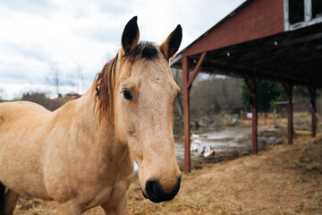Fototapeta premium Horse 1