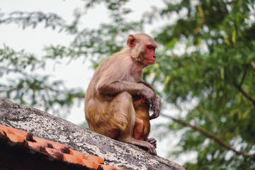 Monkey sitting on the wall , Rhesus Macaque Monkey