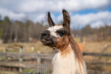 Obraz premium Farm Llama 1