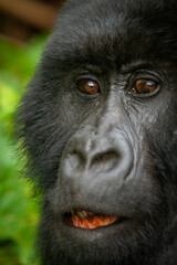 female wild mountain gorilla Virunga park Congo