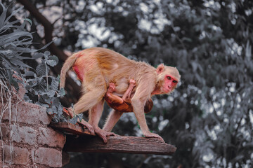 Monkey sitting on the wall , Rhesus Macaque Monkey