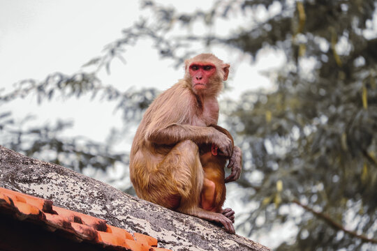 Monkey sitting on the wall , Rhesus Macaque Monkey