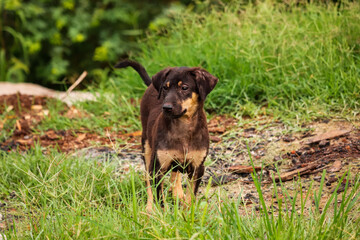 Dog on grass