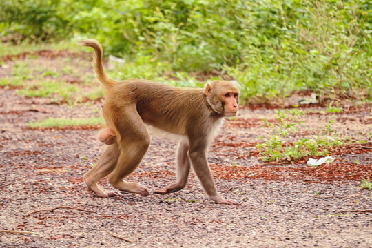 Monkey walking on ground , Rhesus Macaque Monkey