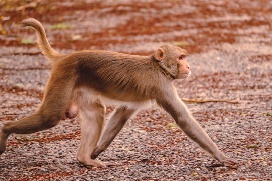 Monkey walking on ground , Rhesus Macaque Monkey