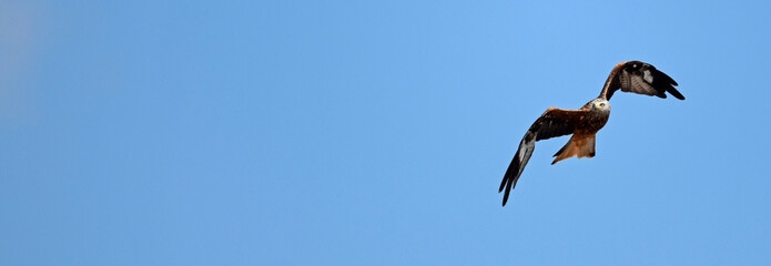 Red kite // Rotmilan, Roter Milan (Milvus milvus)