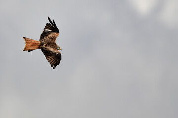  Rotmilan, Roter Milan // Red kite (Milvus milvus)