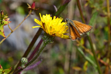 Small skipper // Braunkolbiger Braun-Dickkopffalter, Ockergelbe Braun-Dickkopffalter (Thymelicus sylvestris)
