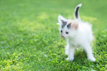 Naklejka na ściany i meble cute kitten on the grass, in summer