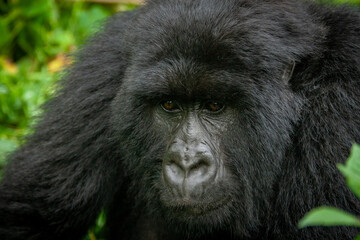 female wild mountain gorilla Virunga park Congo