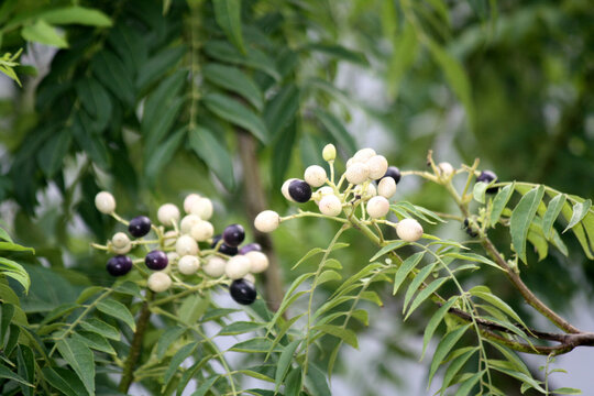 Curry neem or curry tree (Murraya koenigii) with fruits